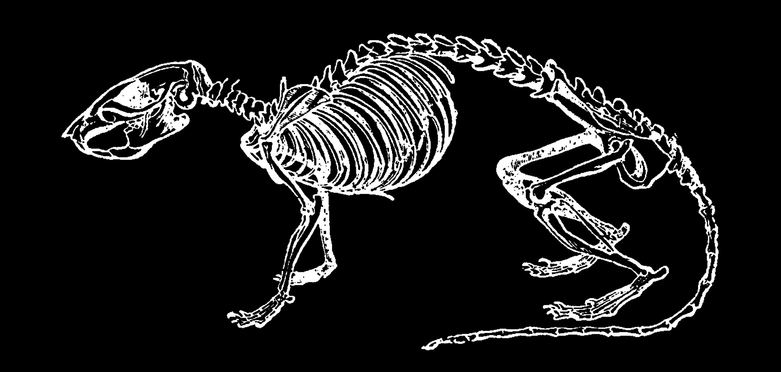 un dessin du squelette d'un rat
